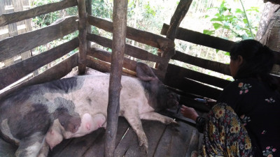 Deworming of pig done by Livestock CRP.jpg